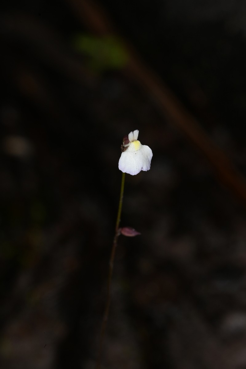 Utricularia rostrata photo 7