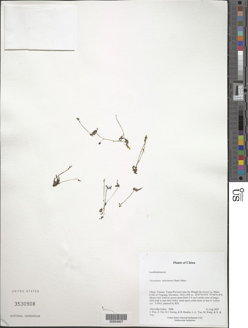 Utricularia salwinensis