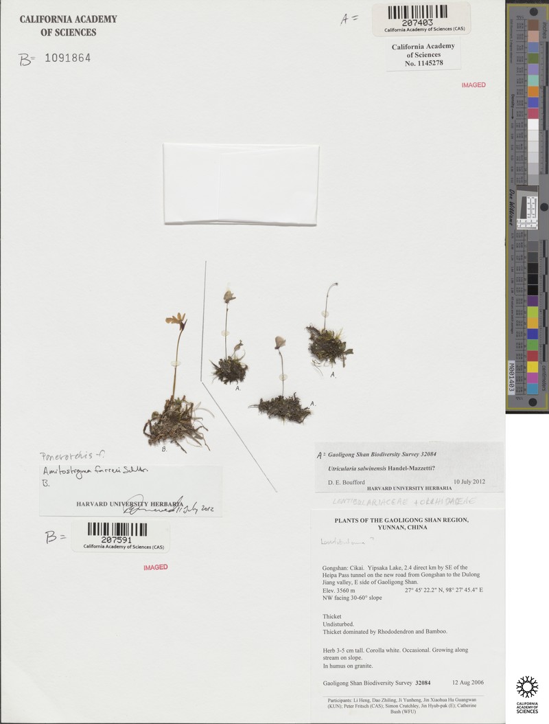 Utricularia salwinensis photo 3