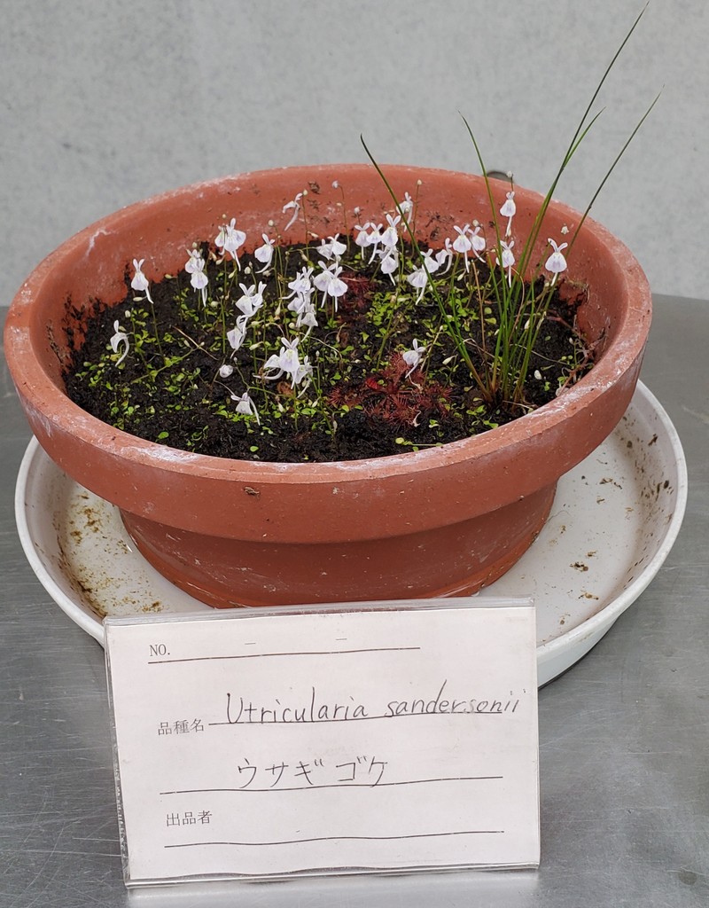 Utricularia sandersonii photo 2