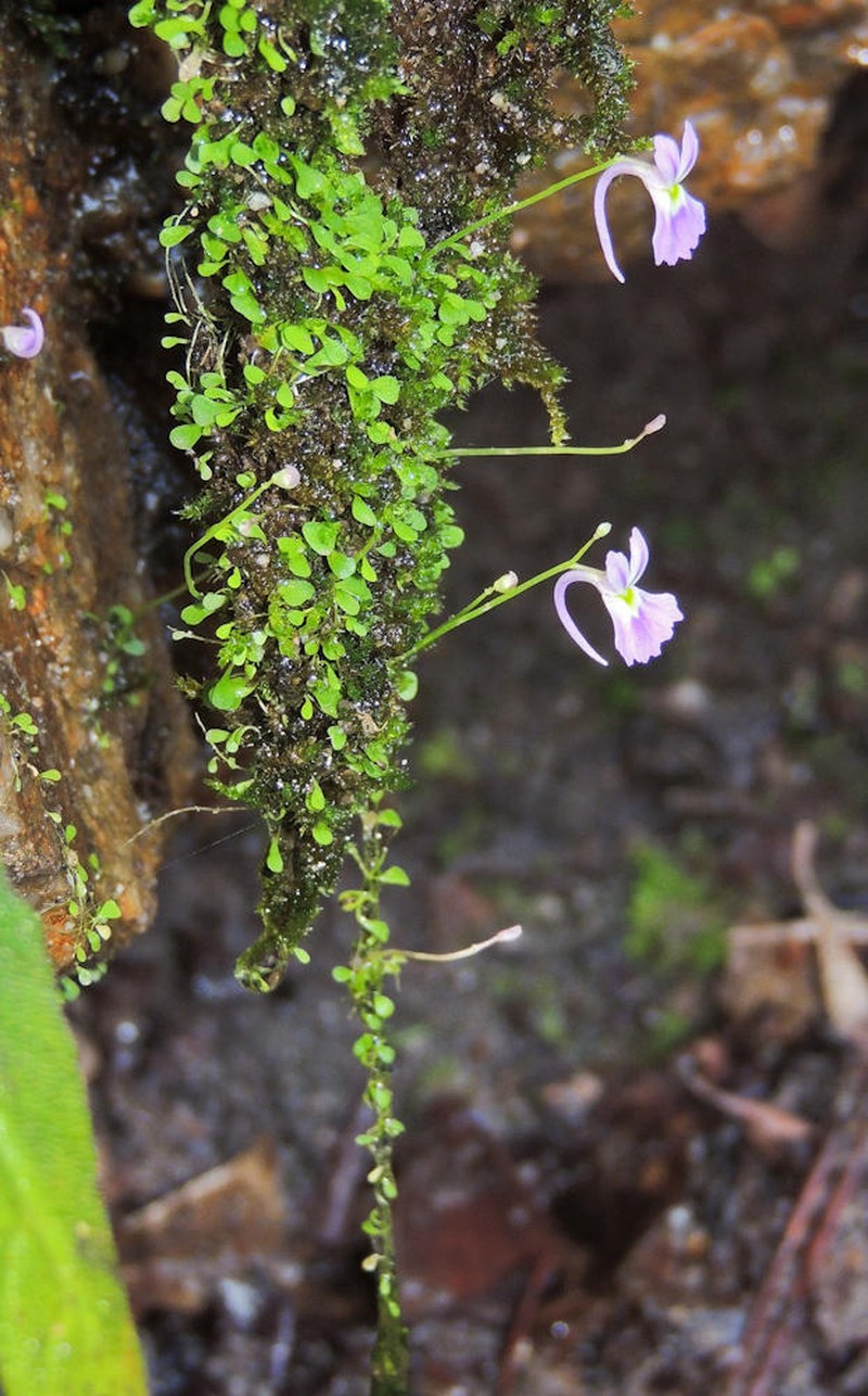 Utricularia sandersonii photo 3