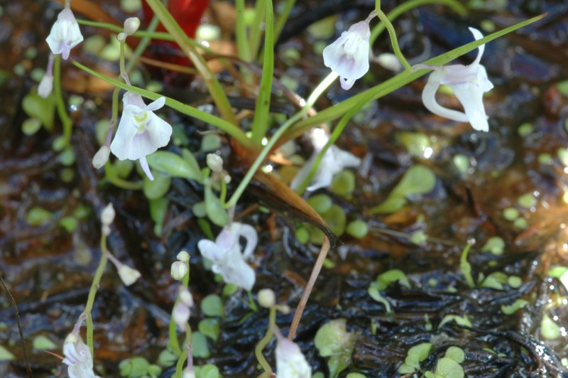 Utricularia sandersonii photo 4