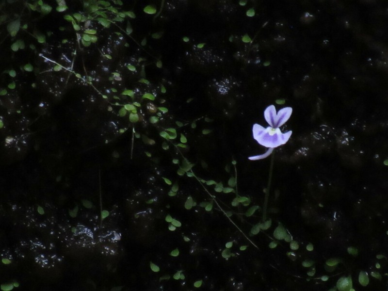 Utricularia sandersonii photo 5