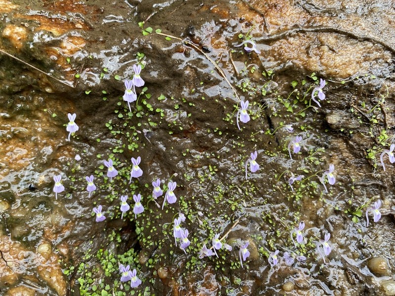 Utricularia sandersonii photo 6