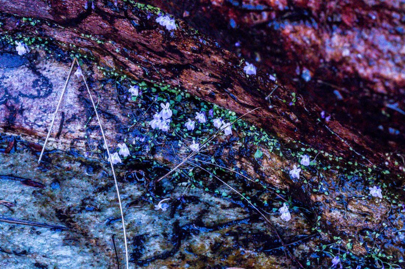 Utricularia sandersonii photo 7