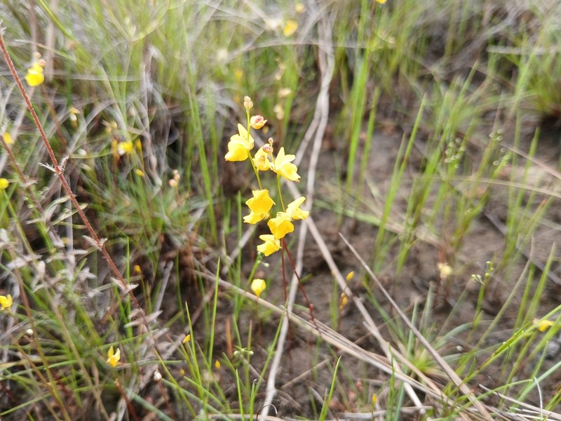 Utricularia sandwithii photo 3