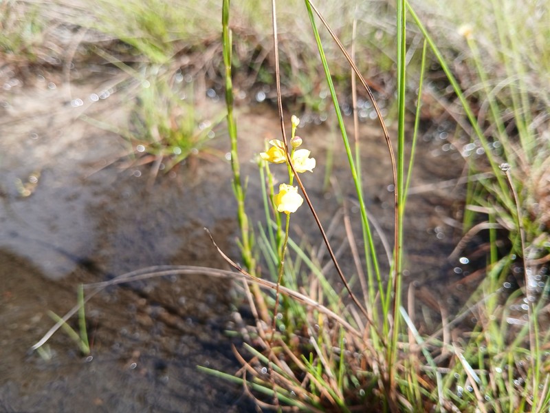Utricularia sandwithii photo 5