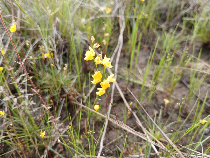 Utricularia sandwithii photo 6