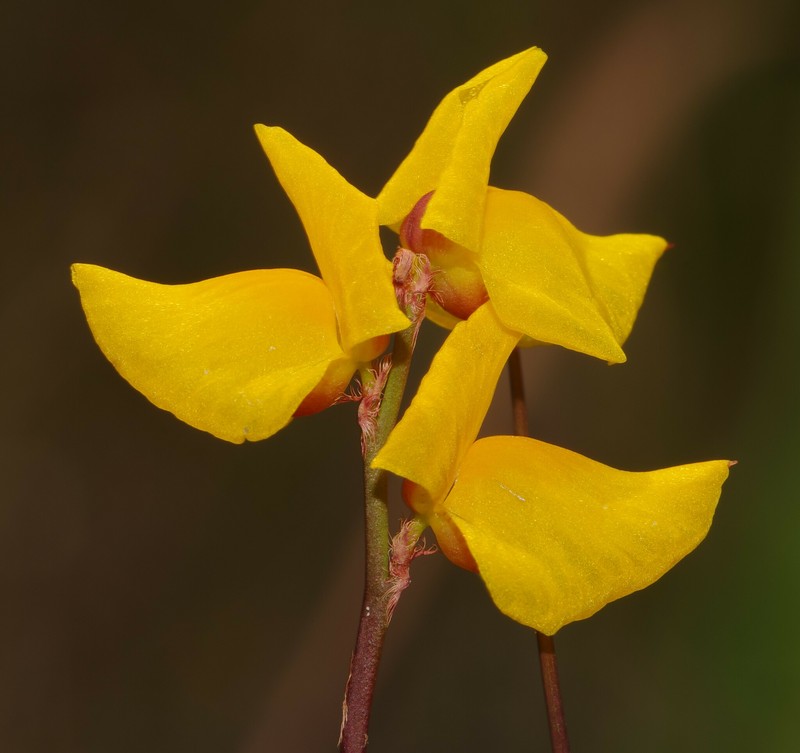 Utricularia sandwithii photo 7