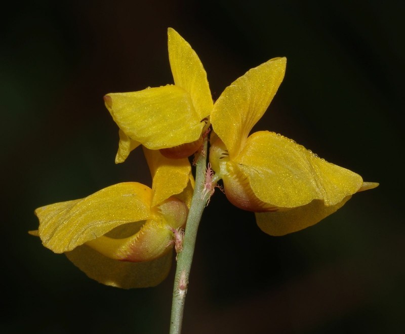 Utricularia sandwithii photo 8