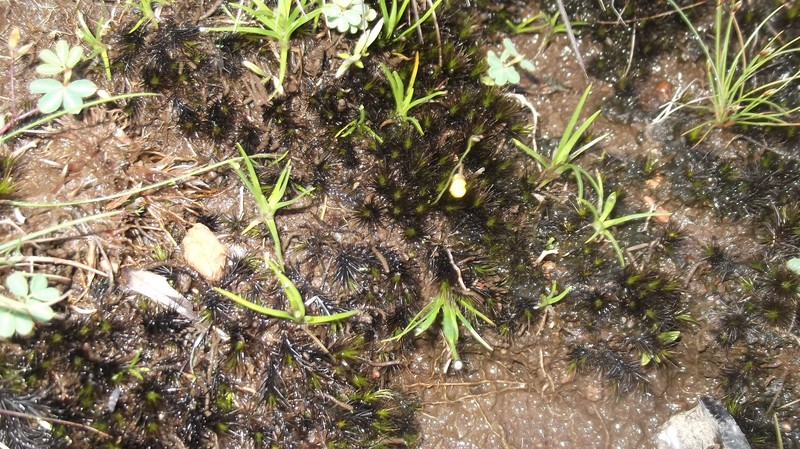 Utricularia scandens