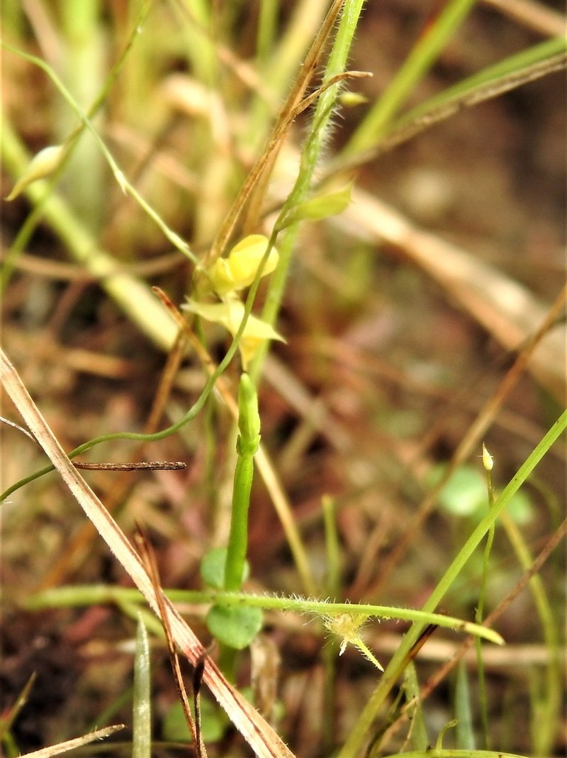Utricularia scandens photo 2