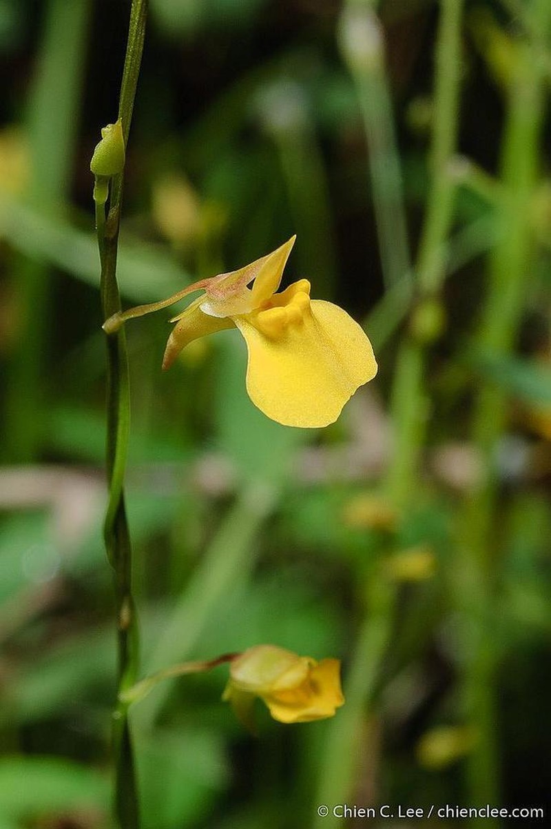 Utricularia scandens photo 3