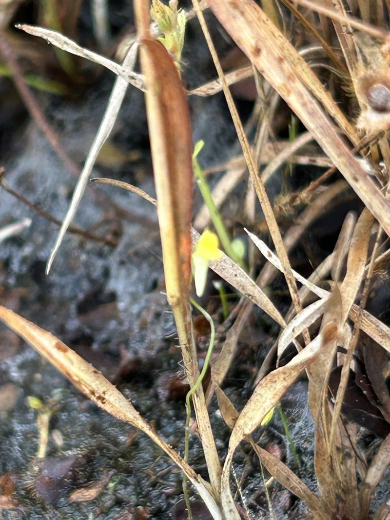 Utricularia scandens photo 4