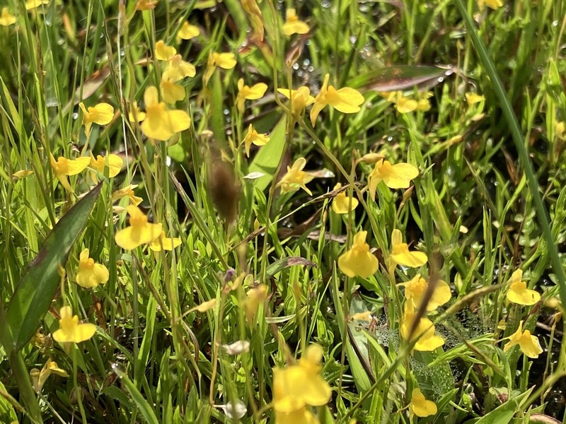 Utricularia scandens photo 5
