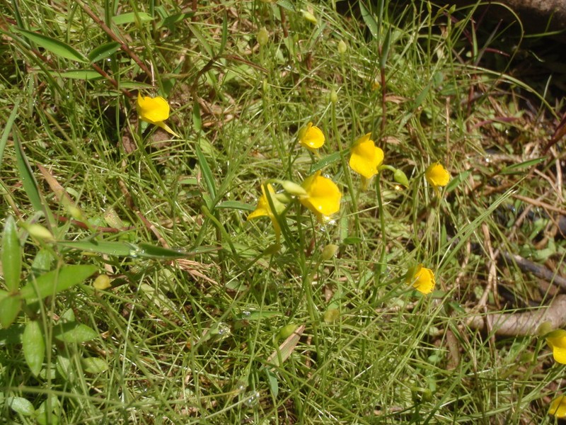 Utricularia scandens photo 6