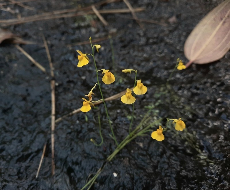 Utricularia scandens photo 7