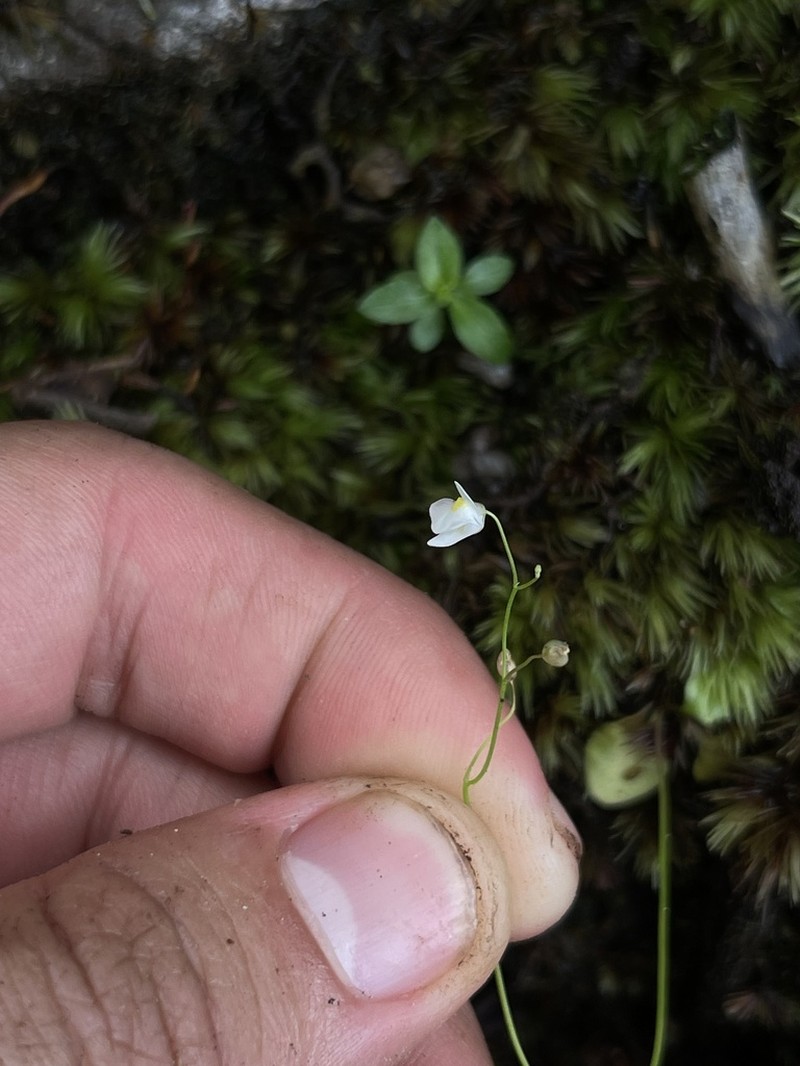 Utricularia schultesii
