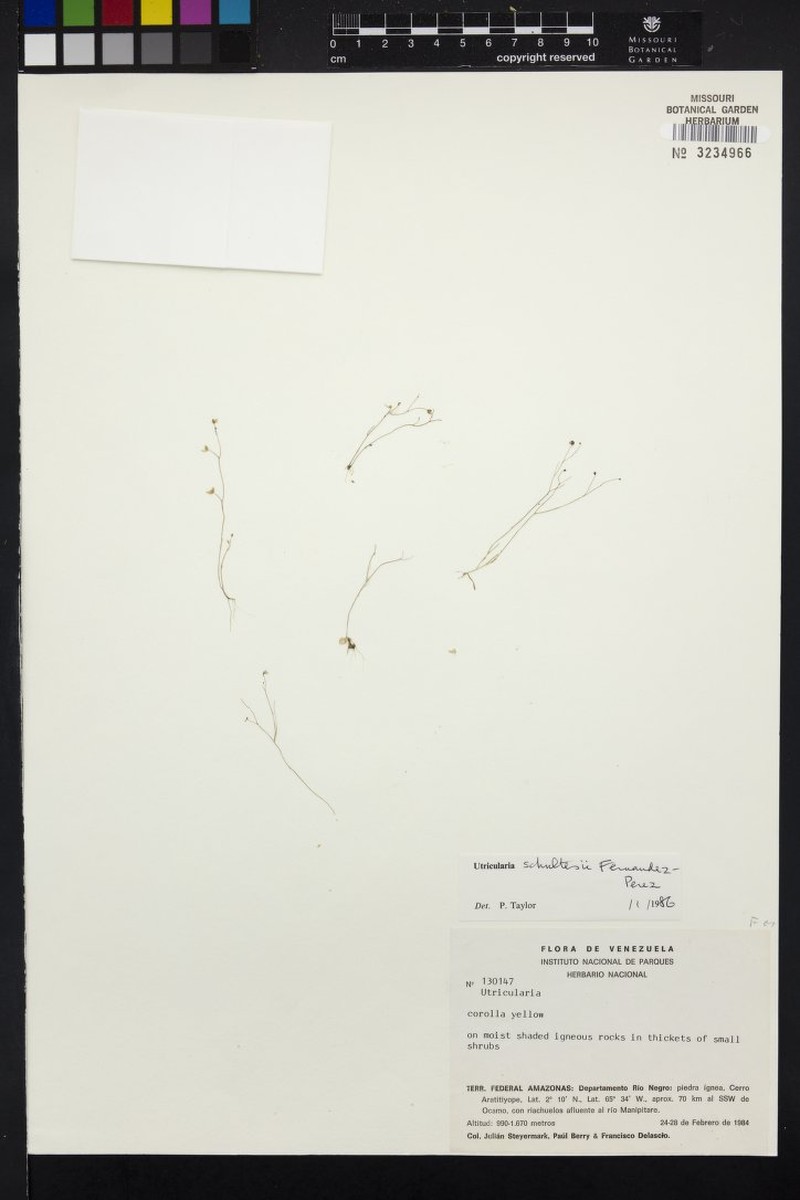Utricularia schultesii photo 3