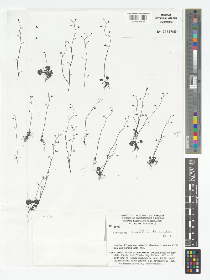 Utricularia schultesii photo 4