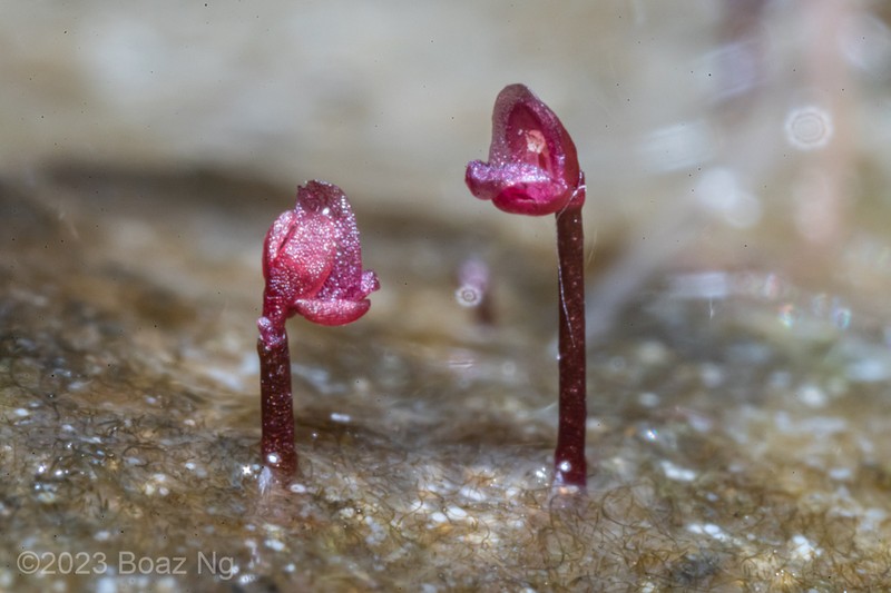 Utricularia simmonsii