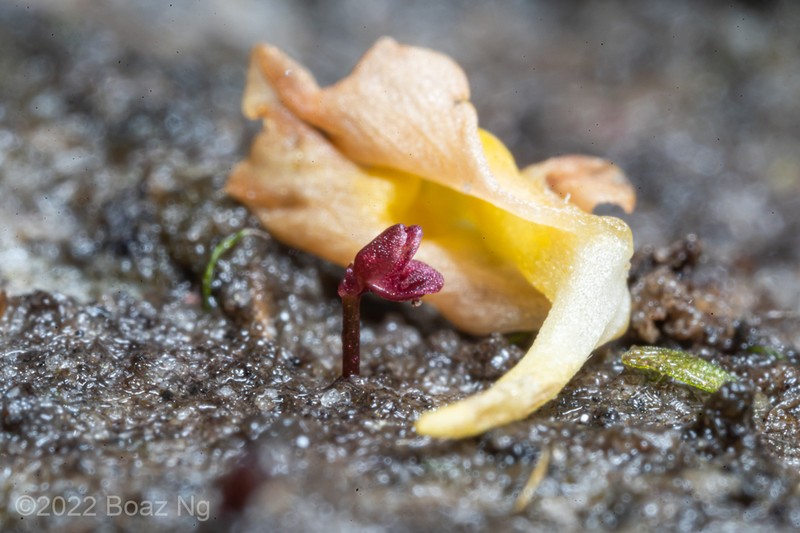 Utricularia simmonsii photo 2