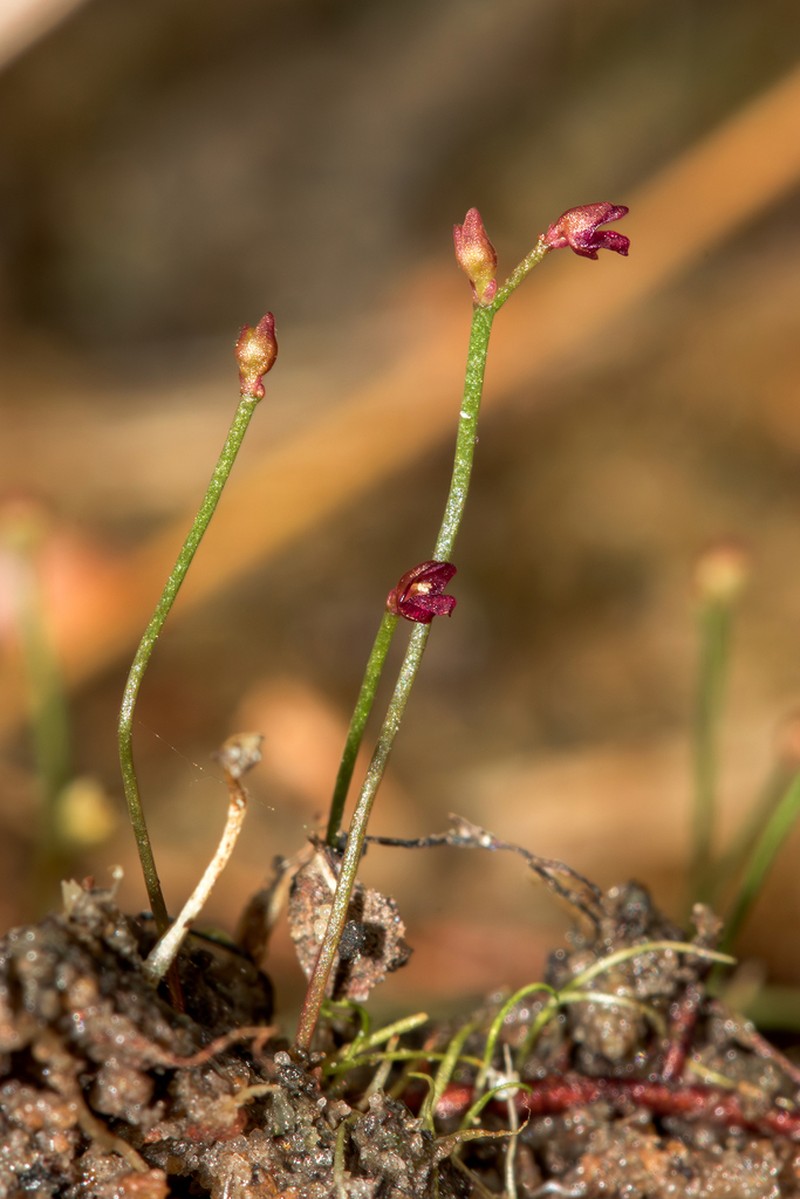 Utricularia simmonsii photo 3