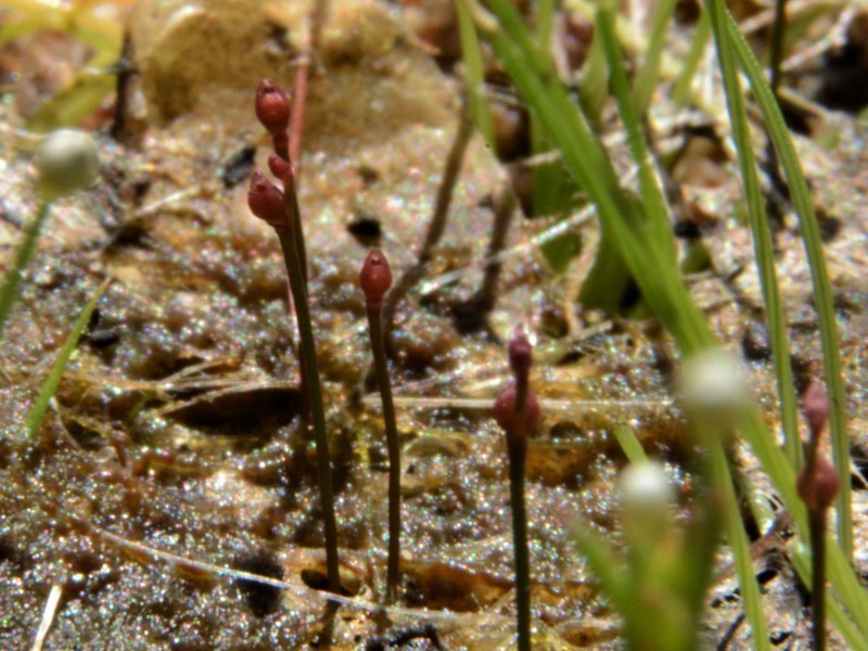 Utricularia simmonsii photo 4
