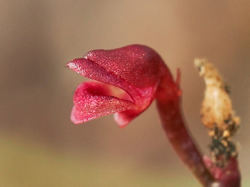 Utricularia simmonsii photo 5