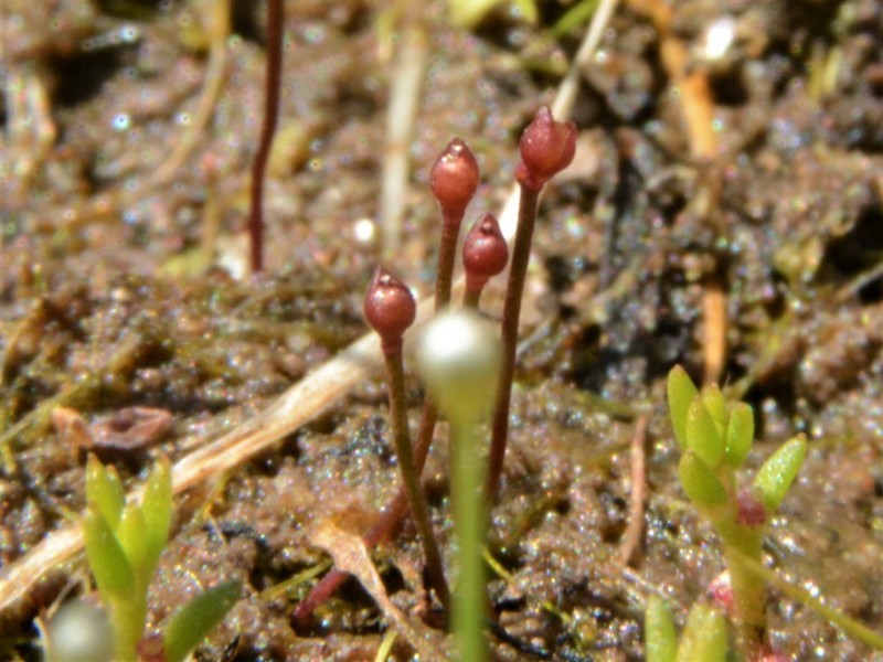 Utricularia simmonsii photo 6