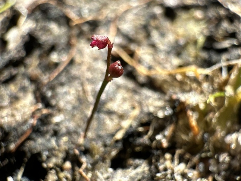 Utricularia simmonsii photo 7