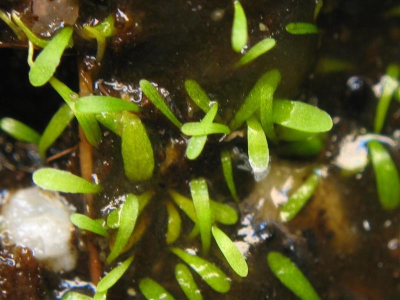 Utricularia simplex