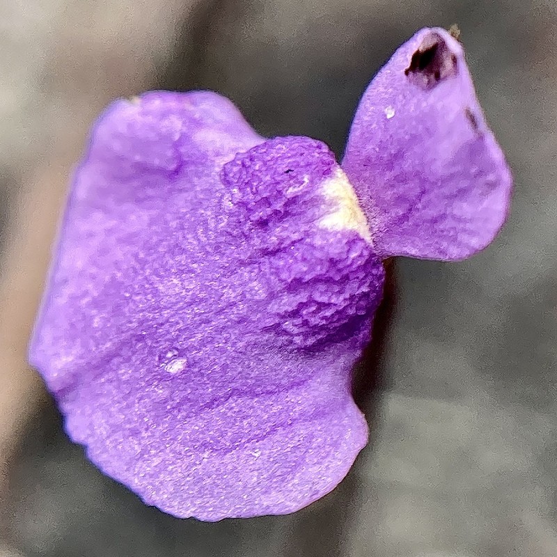 Utricularia simplex photo 2