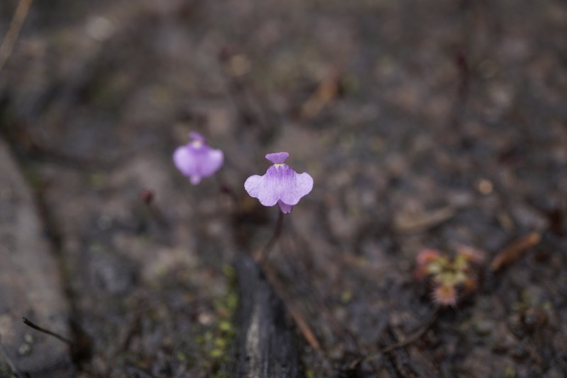 Utricularia simplex photo 3