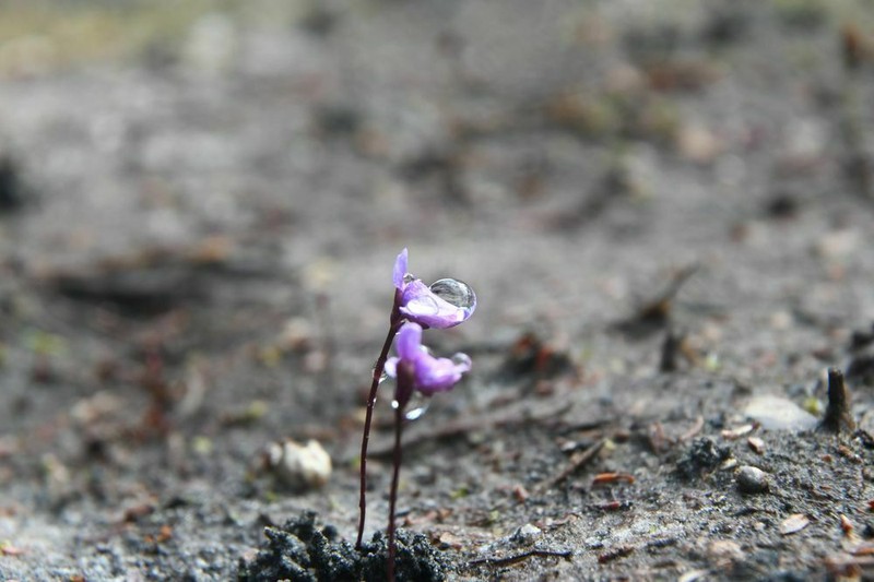 Utricularia simplex photo 4