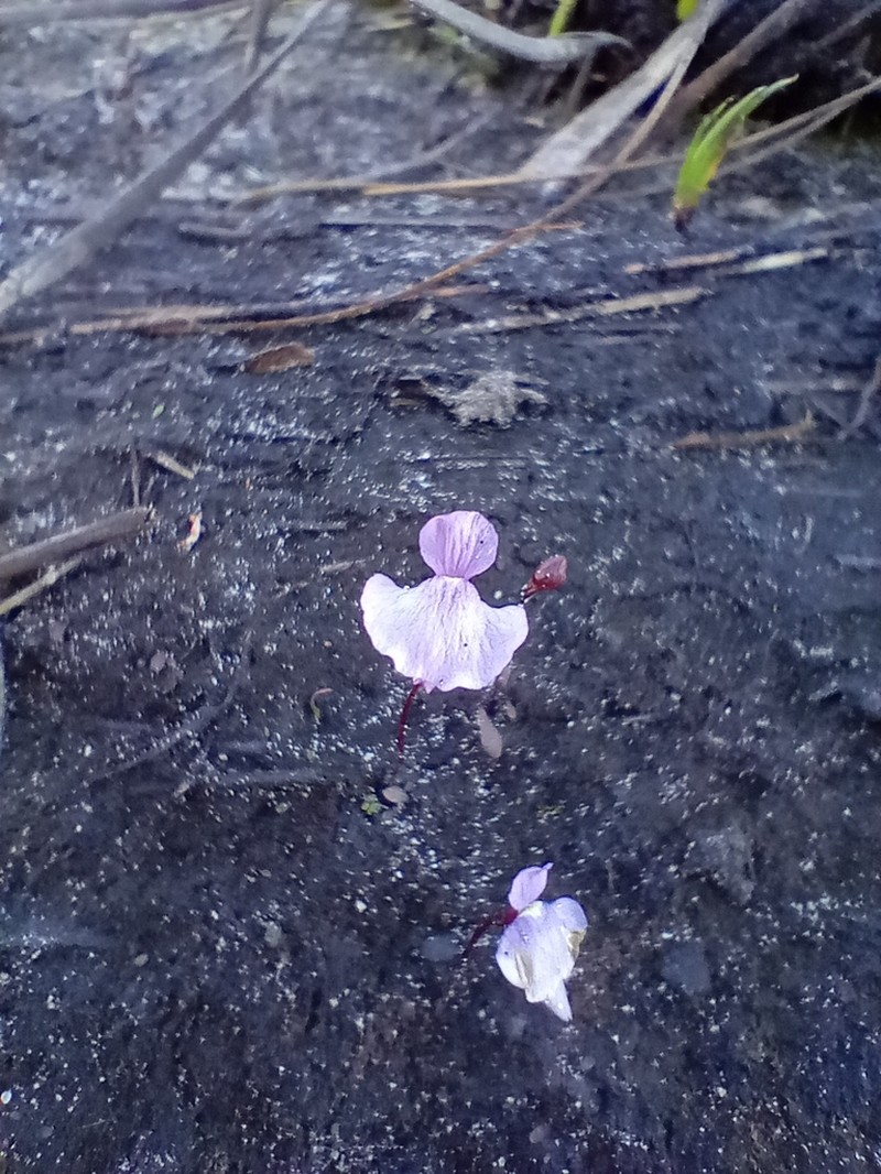 Utricularia simplex photo 5