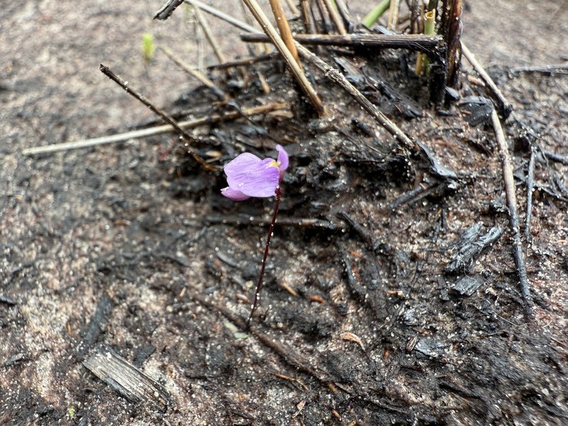 Utricularia simplex photo 6