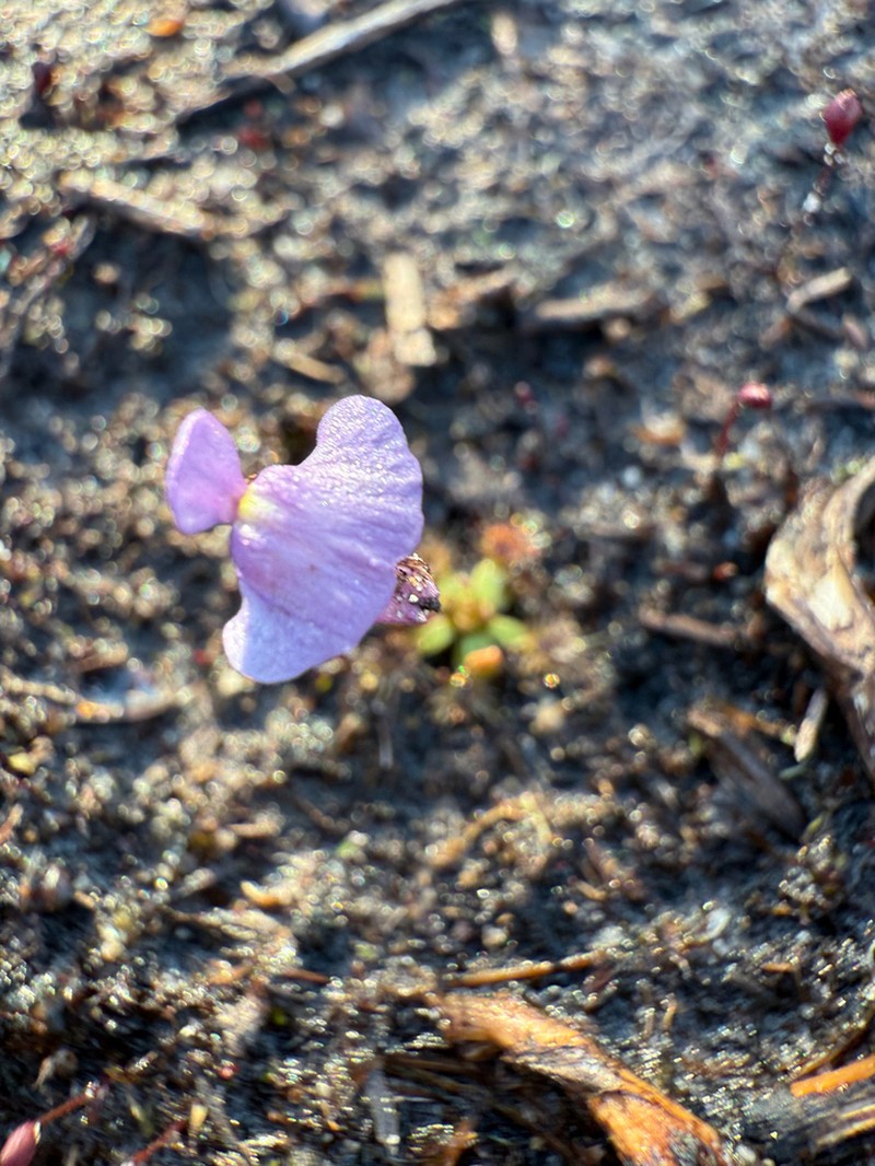 Utricularia simplex photo 7