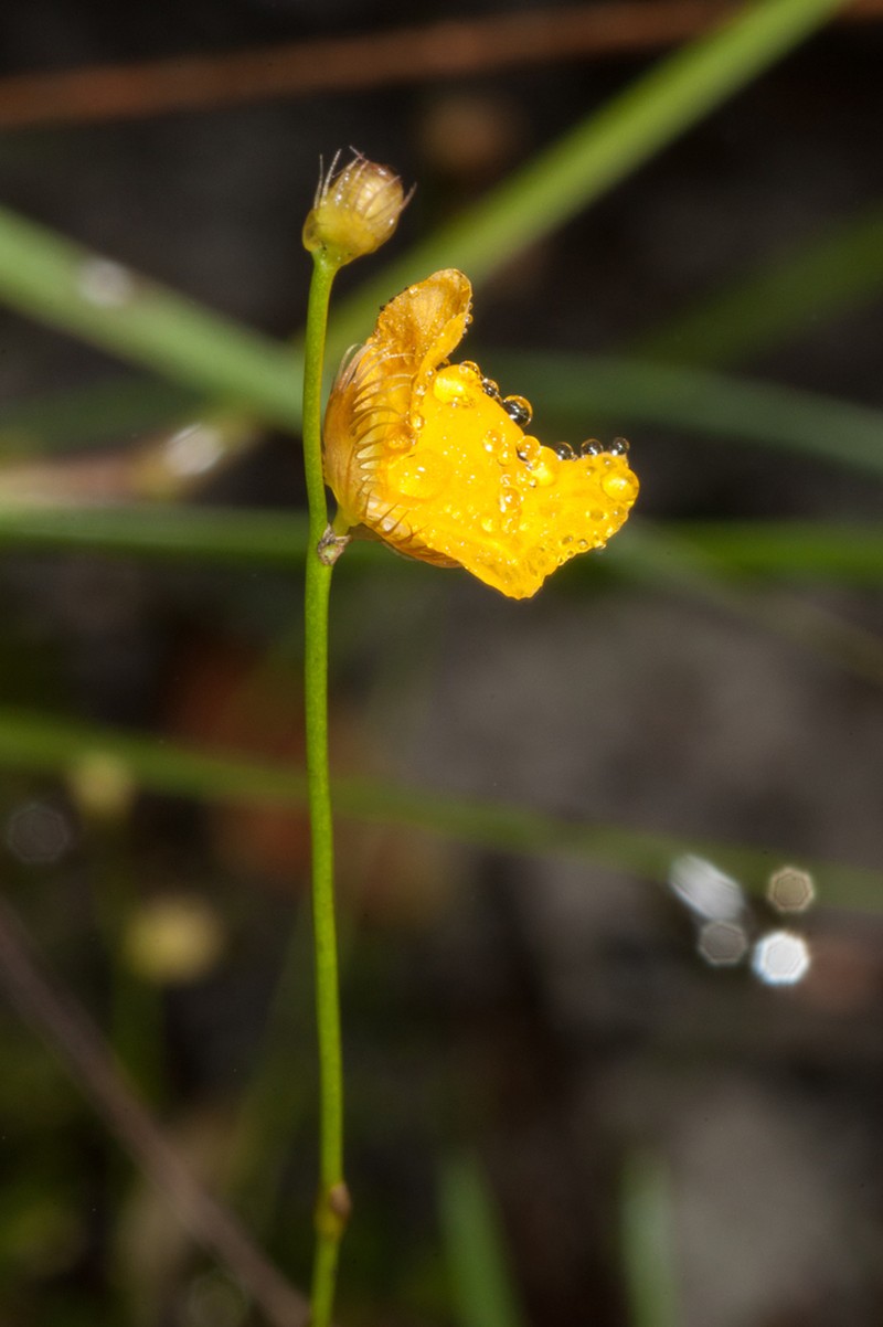 Fringed Bladderwort photo 3