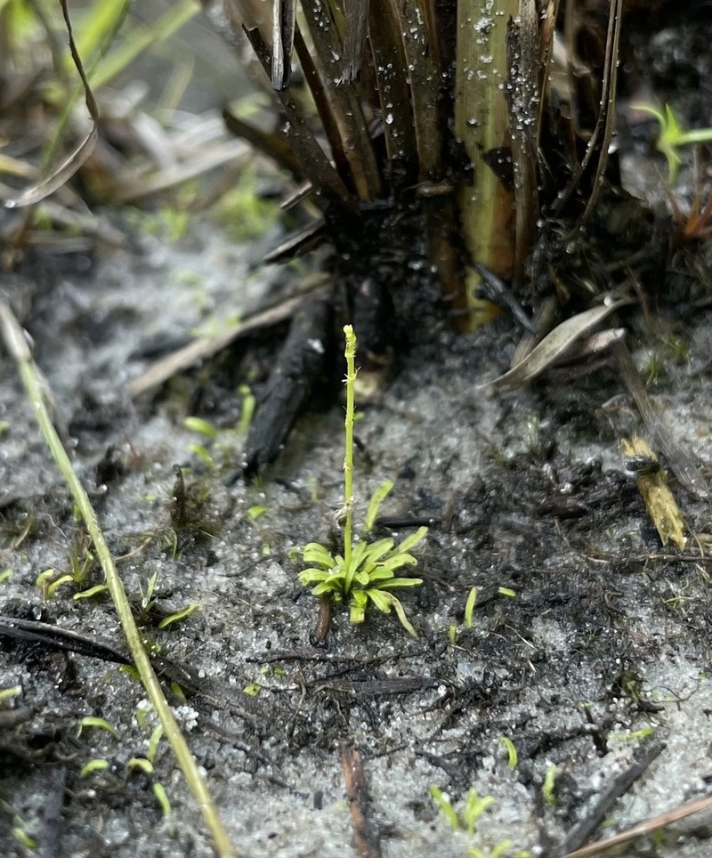 Fringed Bladderwort photo 4
