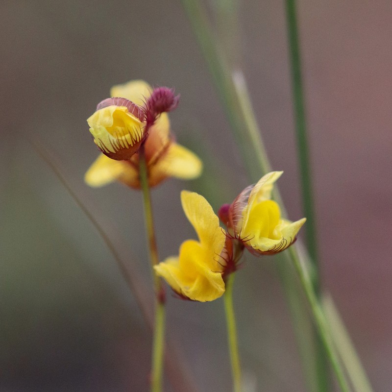 Fringed Bladderwort photo 5