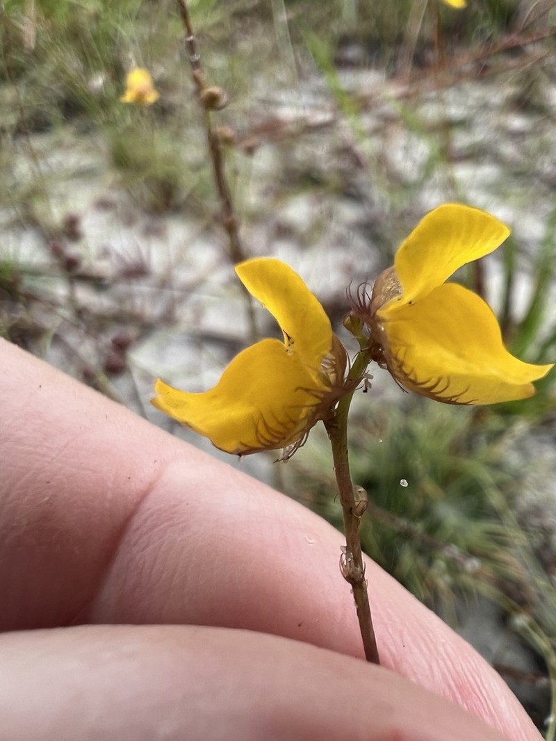 Fringed Bladderwort photo 7