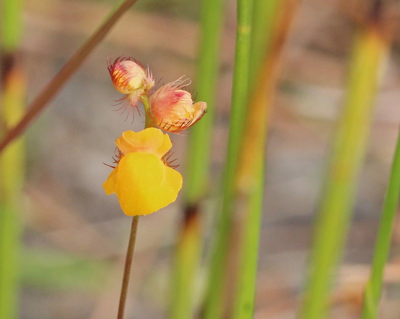 Fringed Bladderwort photo 8