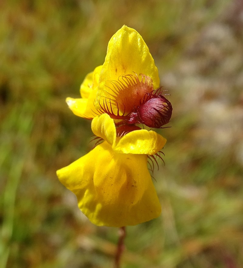 Fringed Bladderwort