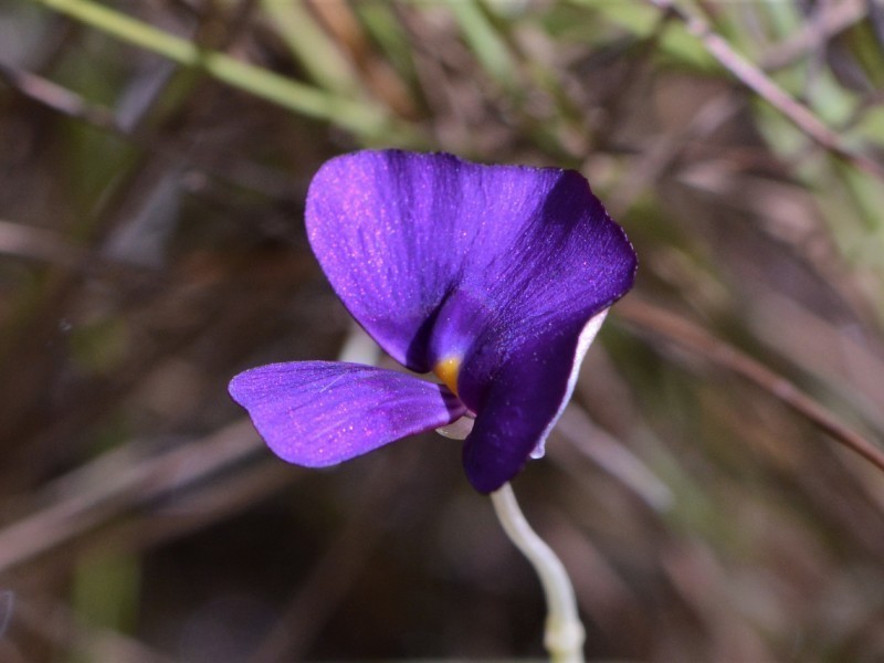 Utricularia singeriana