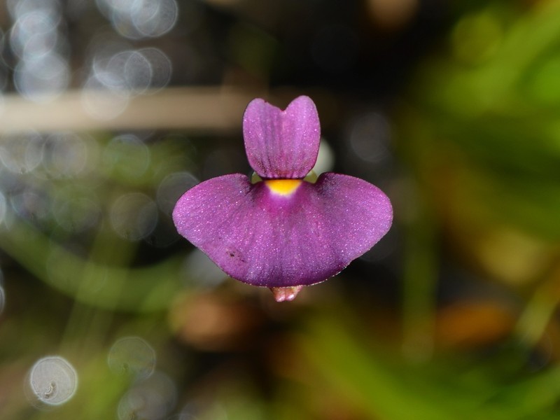 Utricularia singeriana photo 2