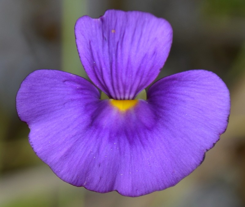 Utricularia singeriana photo 3