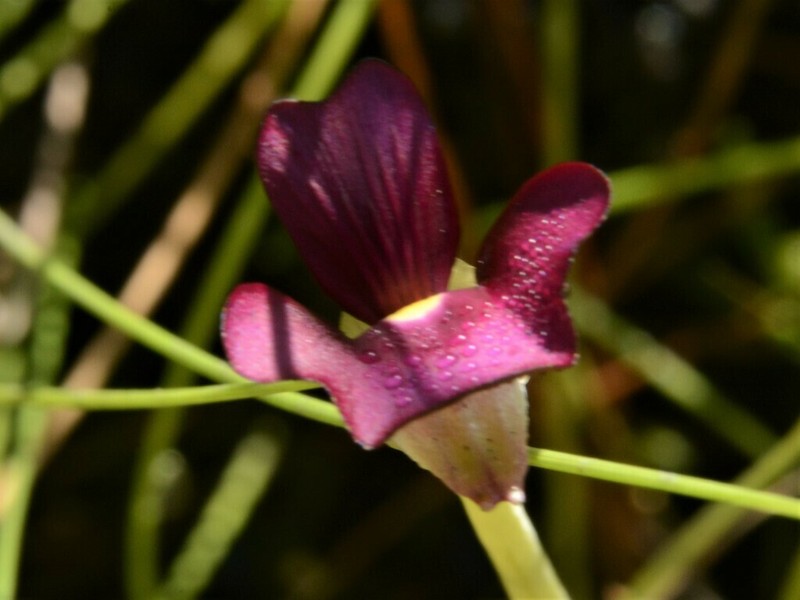 Utricularia singeriana photo 4