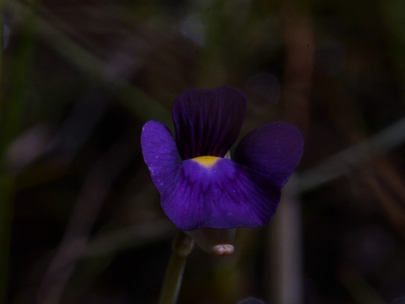 Utricularia singeriana photo 5