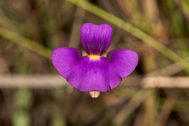 Utricularia singeriana photo 6